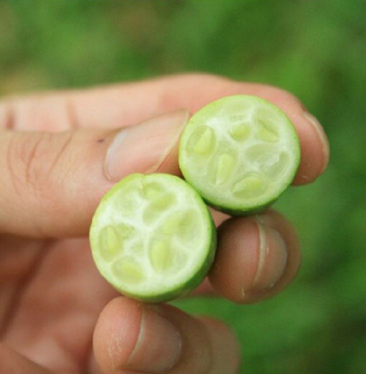 Hạt giống dưa hấu mini (dưa hấu tí hon ) -  Gói 10 hạt