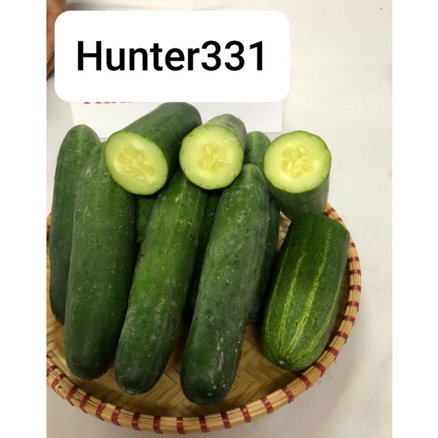 [10 gram] Hạt Giống Dưa Leo Hunter 331 quả xanhkháng virut (350-380 hạt)