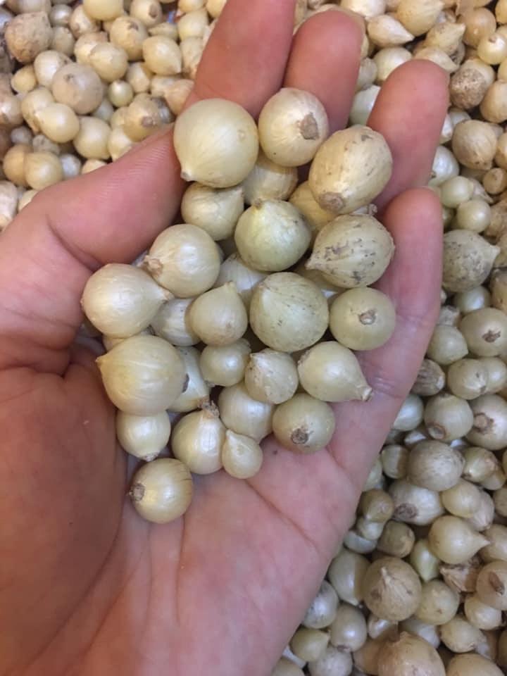 500Gram Củ Nén (Hành Tăm) Miền Trung Loại 1