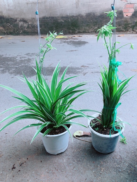 [HCM]Cặp Cây Dây Nhện