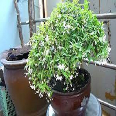 CHẬU CÂY MAI CHIẾU THỦY (MAI TRẤN THỦY, MAI TRÚC THỦY ) - cây 1 thân thẳng dẹp