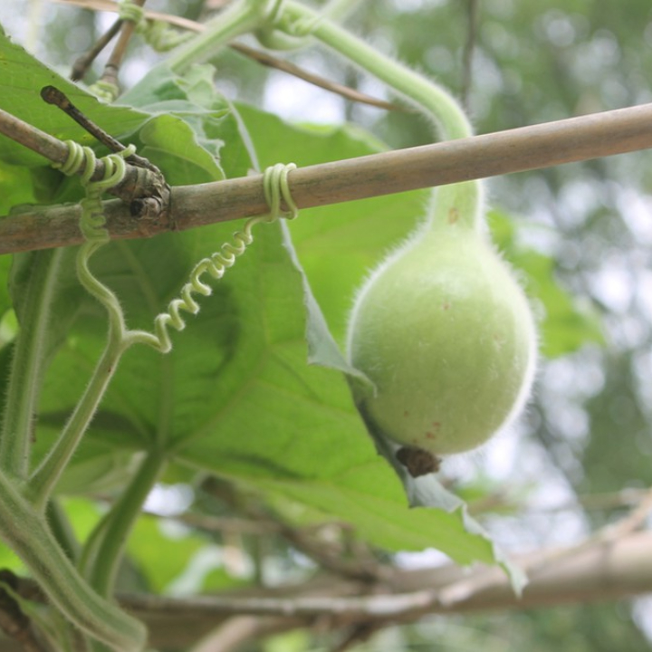 Hạt giống bầu tròn Thái Lan gói 2gr