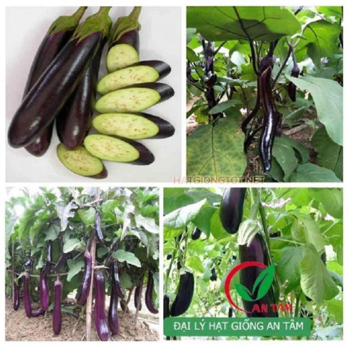 [Chuẩn Giống F1] NGUYÊN CHẬU CÂY GIỐNG CÂY CÀ TÍM DÀI (CÀ TÍM DÁI DÊ)
