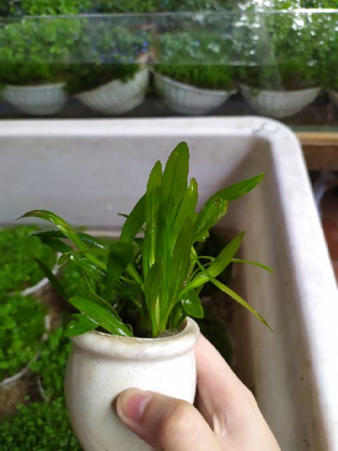 Cây Lan Nước thủy sinh (Ảnh thật của sản phẩm)