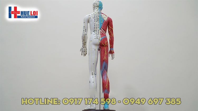 Mô hình huyệt vị người 65cm