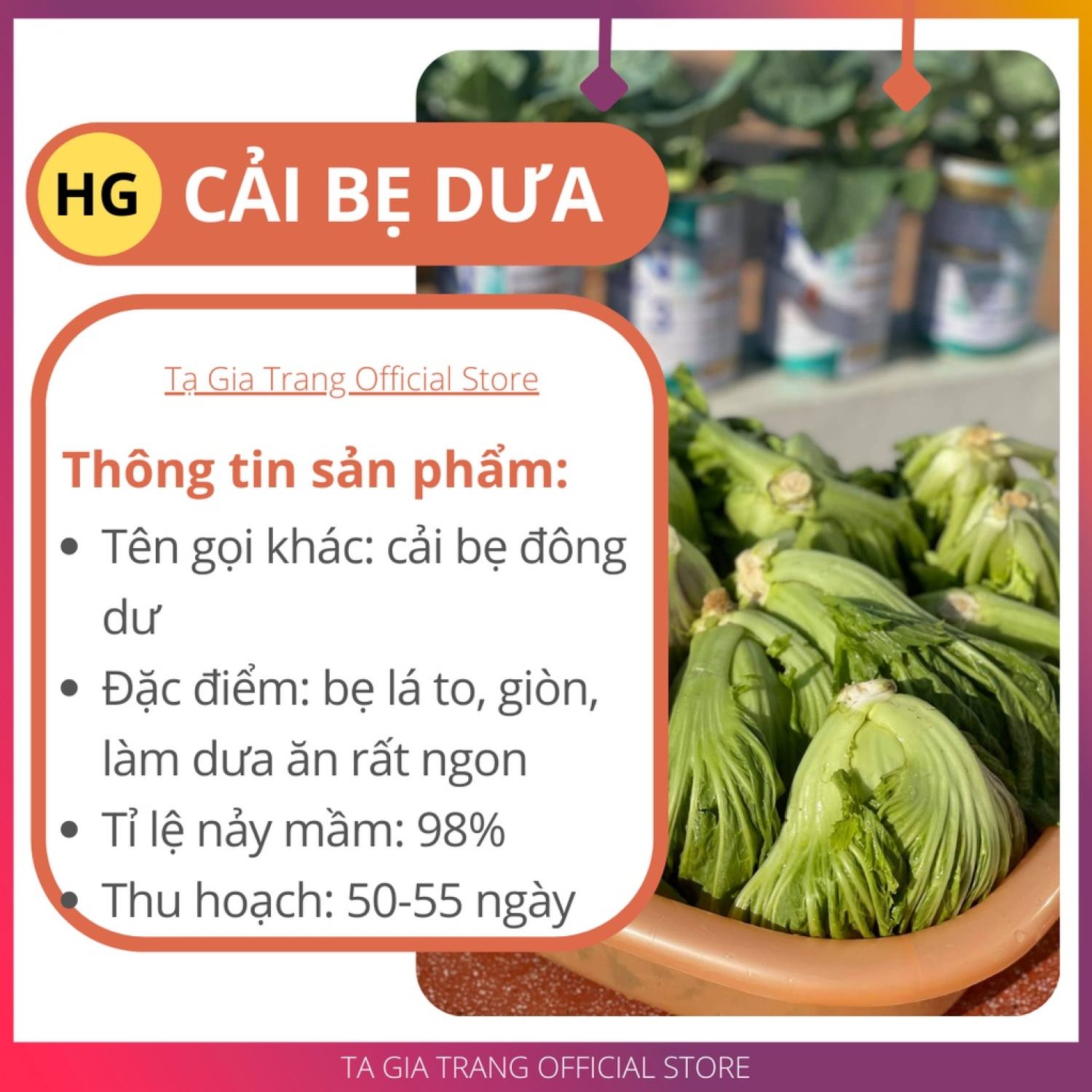 MA504 [Bán sỉ] - GÓI 50 Hạt giống rau cải bẹ dưa (cải bẹ đông dư)