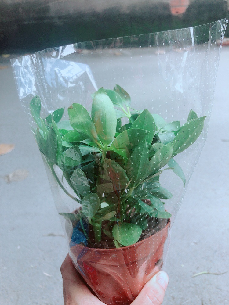 Cây Ngũ Gia Bì Để Bàn