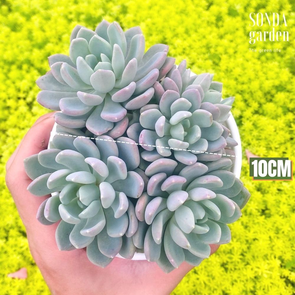 SEN ĐÁ RUBY TRẮNG SIZE TRUNG BÌNH SIÊU KHỎE ĐẸP LỖI 1 ĐỔI 1