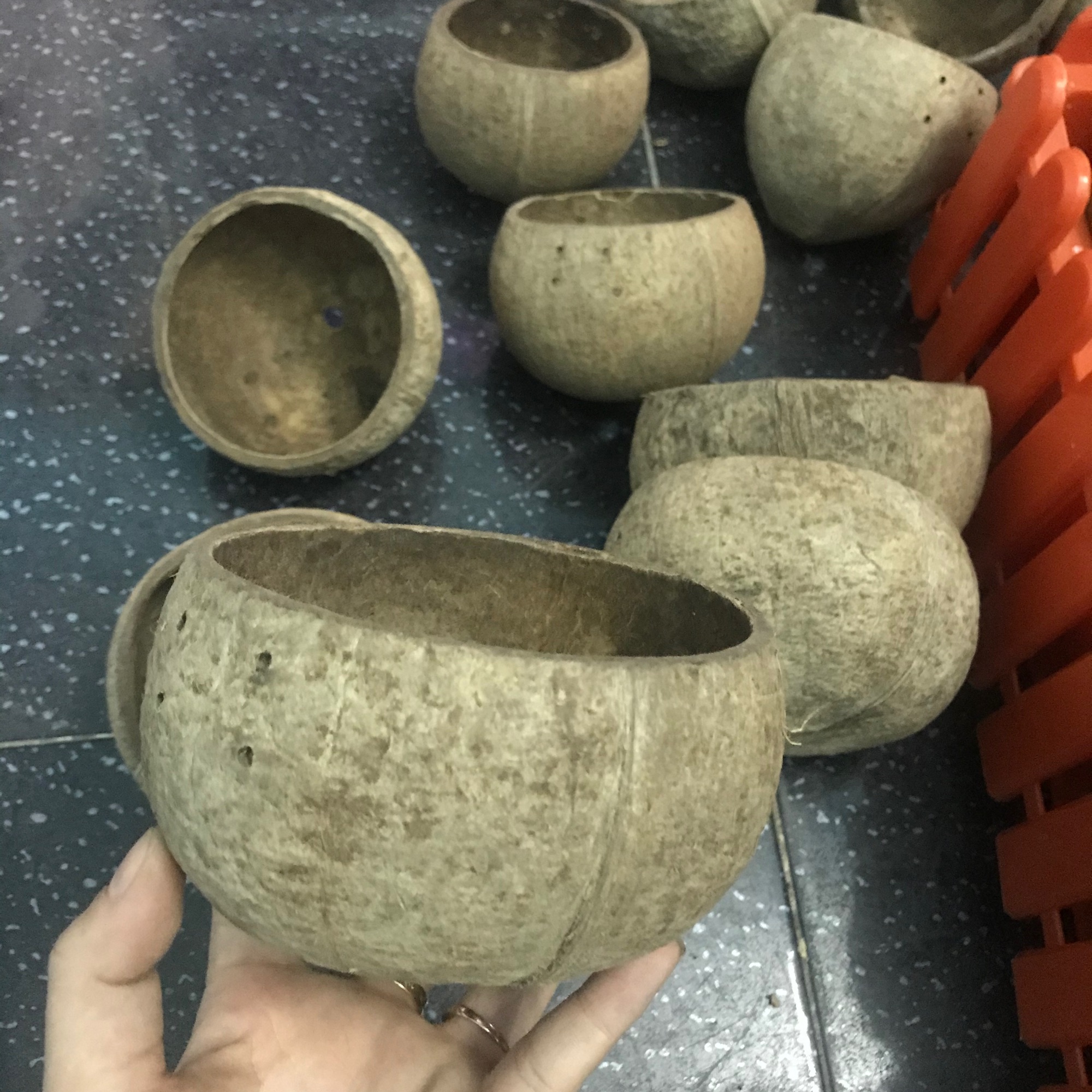 Chậu đúc hình gáo dừa trồng cây