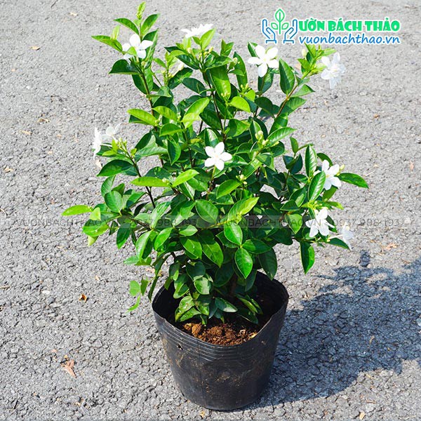 Cây mai chỉ thiên trông sân vườn