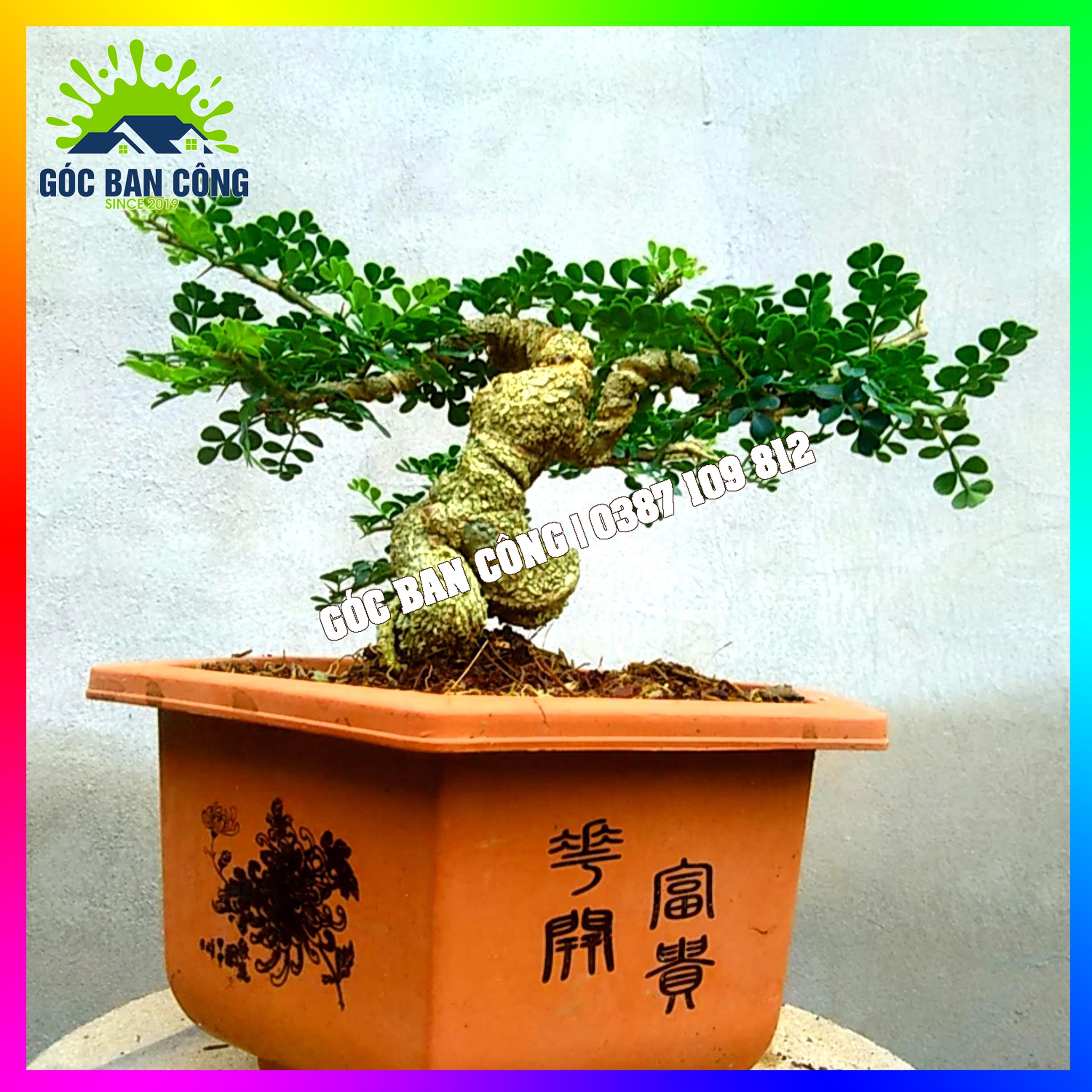Cây Cần Thăng Bonsai Mini - CTHBS03