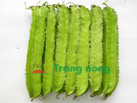 20GR/GÓI Hạt giống đâu rồng ( đâu khế) siêu trái