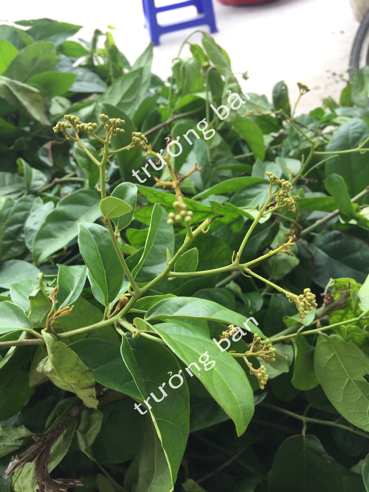 Cây Xạ Đen Hoà Bình Khô ( Túi 1kg)