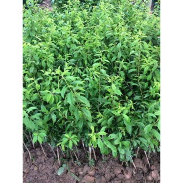 💥 CÂY CHERRY ANH ĐÀO RA QUẢ QUANH NĂM