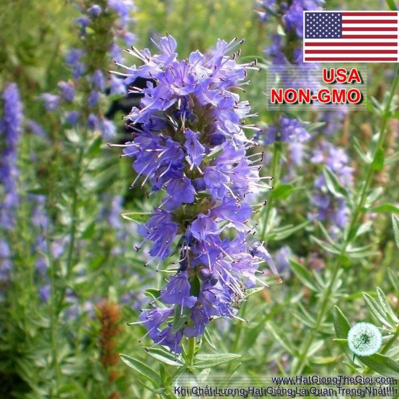 1GR 650.HAT Hạt Giống Bài Hương Hyssop (| C26*W43*M207)