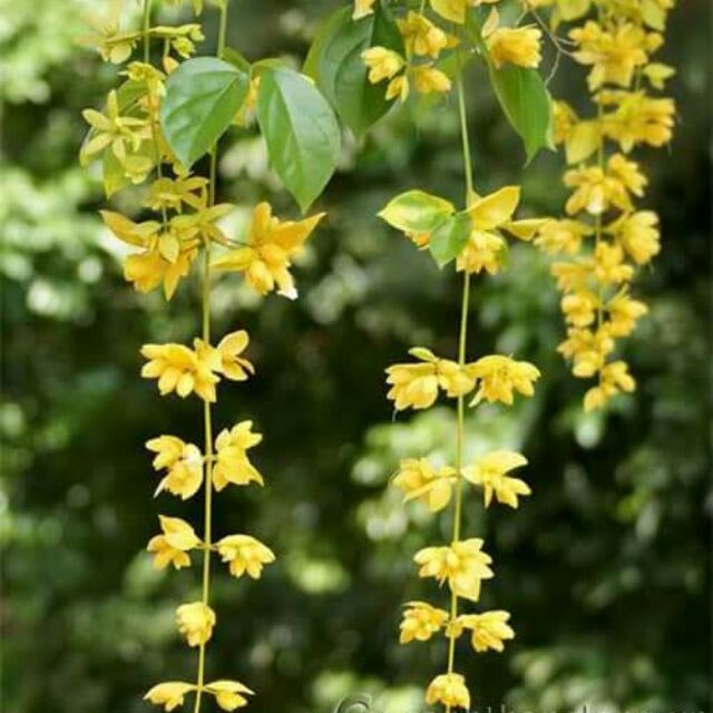 Lan Hoàng Dương cây gửi nguyên chậu.