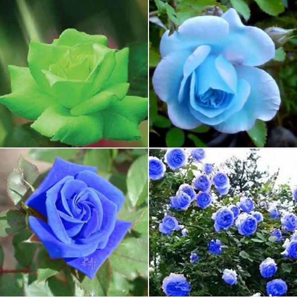 Hạt giống hoa hồng xanh ( gói 20 hạt/Kèm gói kích hạt nảy mầm )