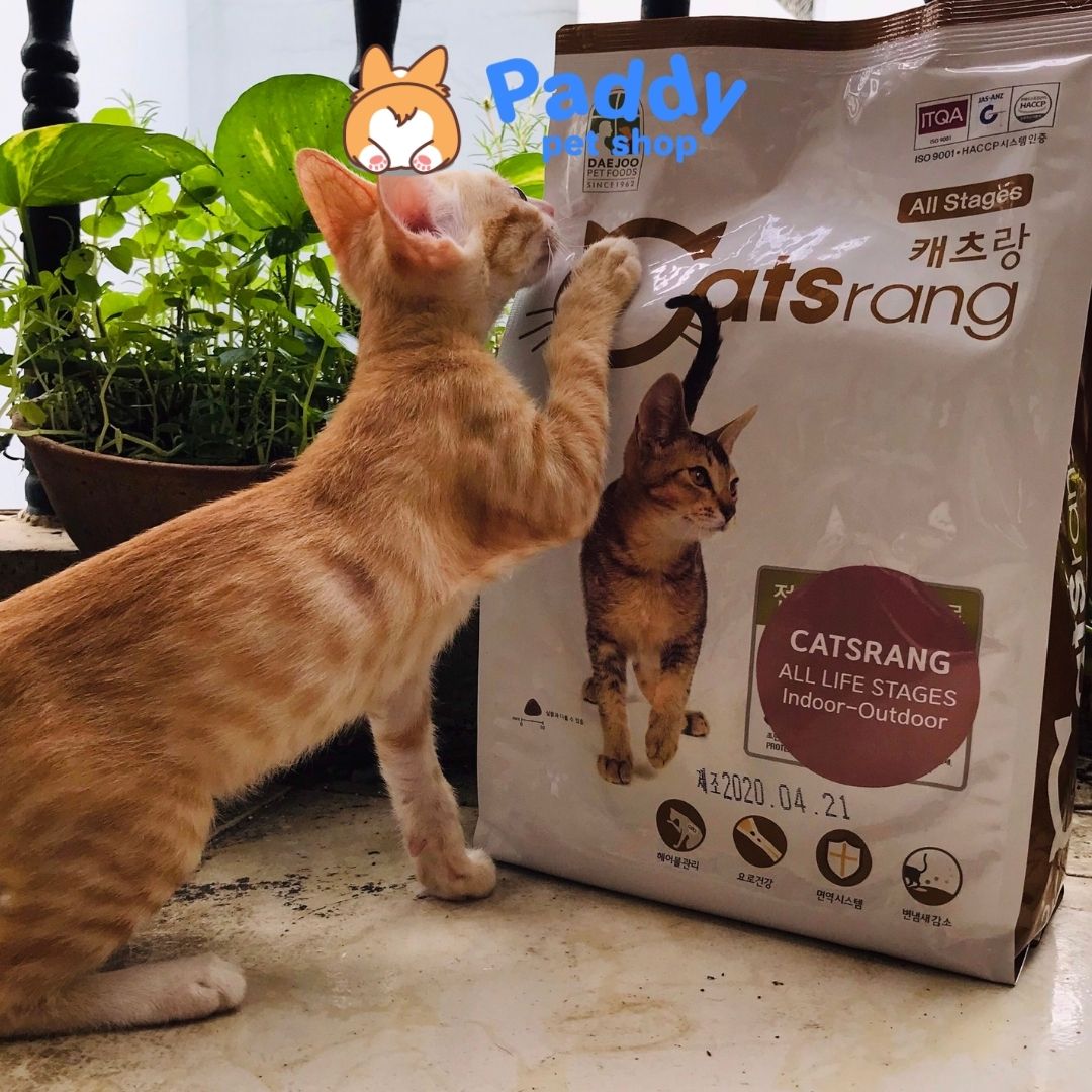 Hạt Catsrang Cho Mèo Mọi Lứa Tuổi