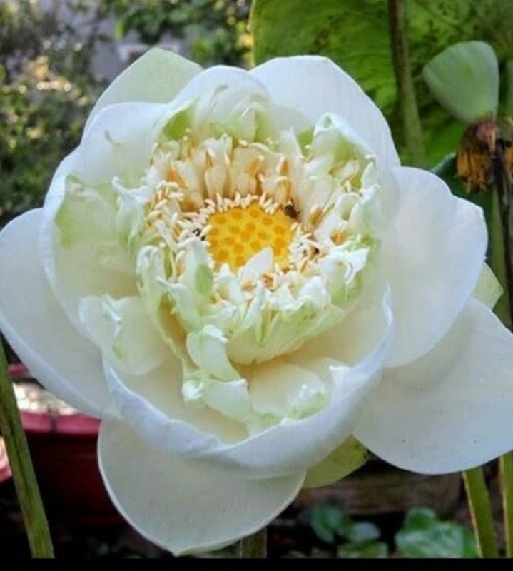 HẠT GIỐNG HOA SEN BÁCH DIỆP