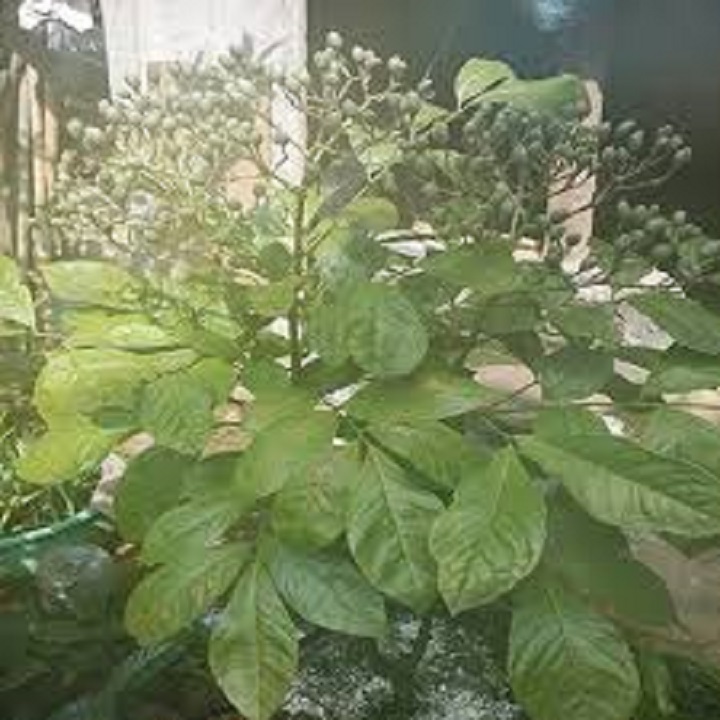CÂY GIỐNG CÂY HÚNG VỊT ( CÂY CHANH CHÓ, CÂY THÁI GẤU ,CÂY HÚNG RỪNG )
