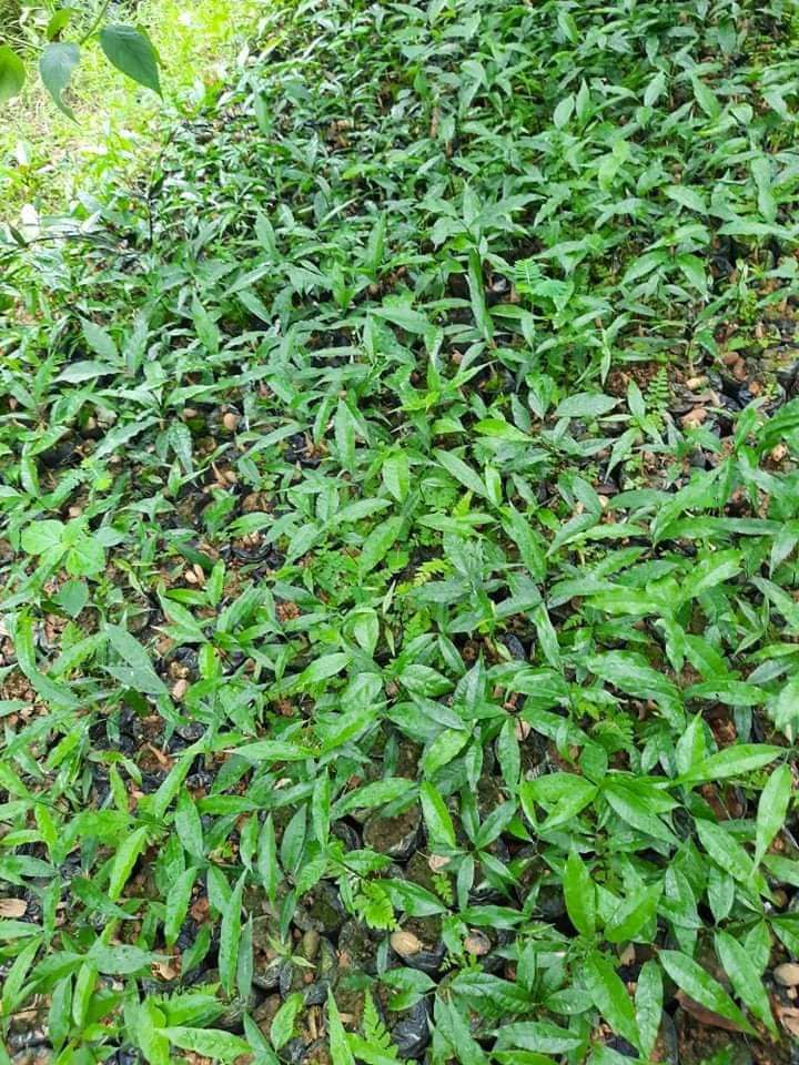 Cây rau sắng(rau ngót rừng )