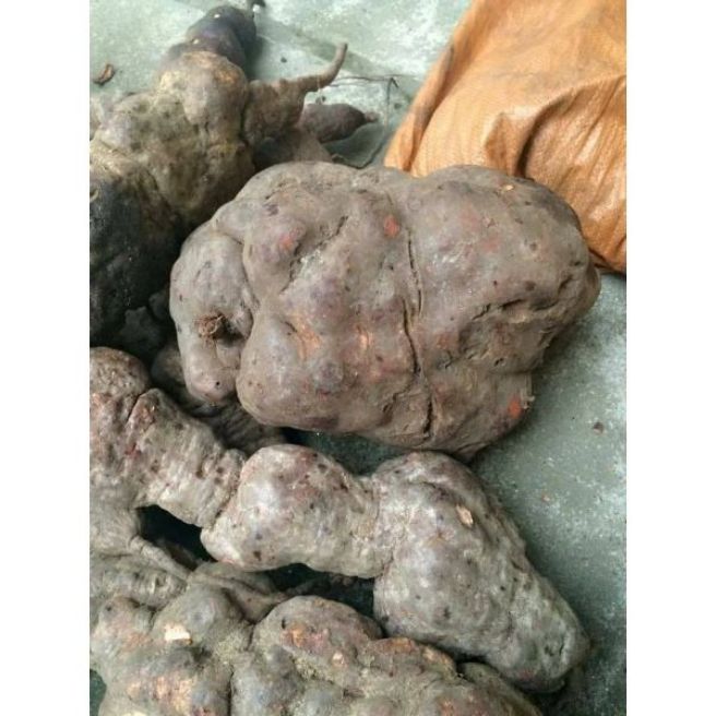 Sỉ toàn quốc 1kg củ hà thủ ô tươi