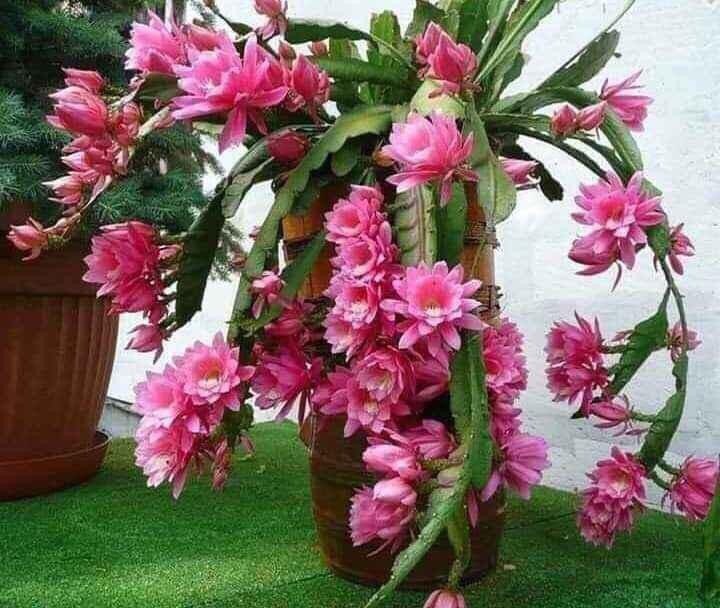 Đại Nhật Quỳnh (lá giống)- 10 màu hoa