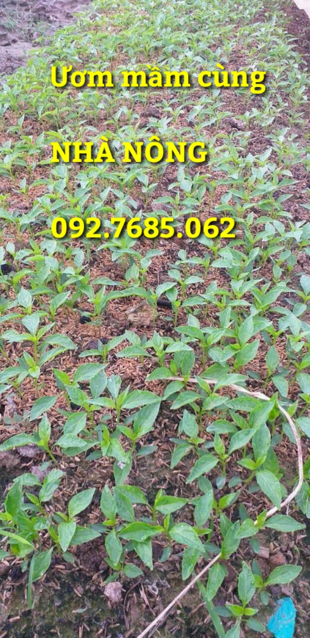 HẠT ỚT SỪNG TRÂU F1 ( GÓI 50 HẠT)