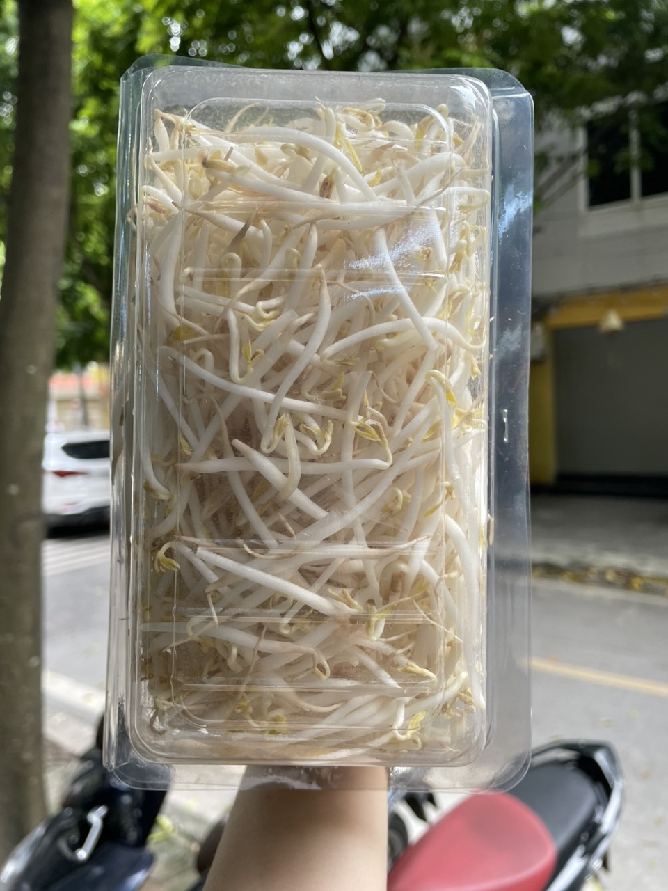 Giá đỗ hộp 300g [HN ship hỏa tốc]
