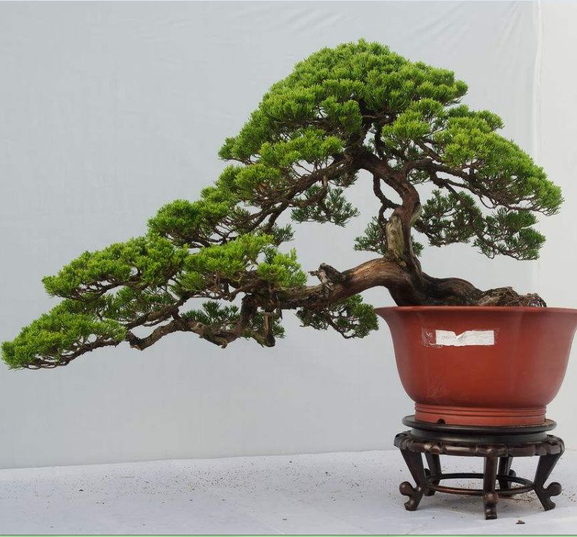 Hạt giống cây tùng la hán CT366 - Gói 10 hạt