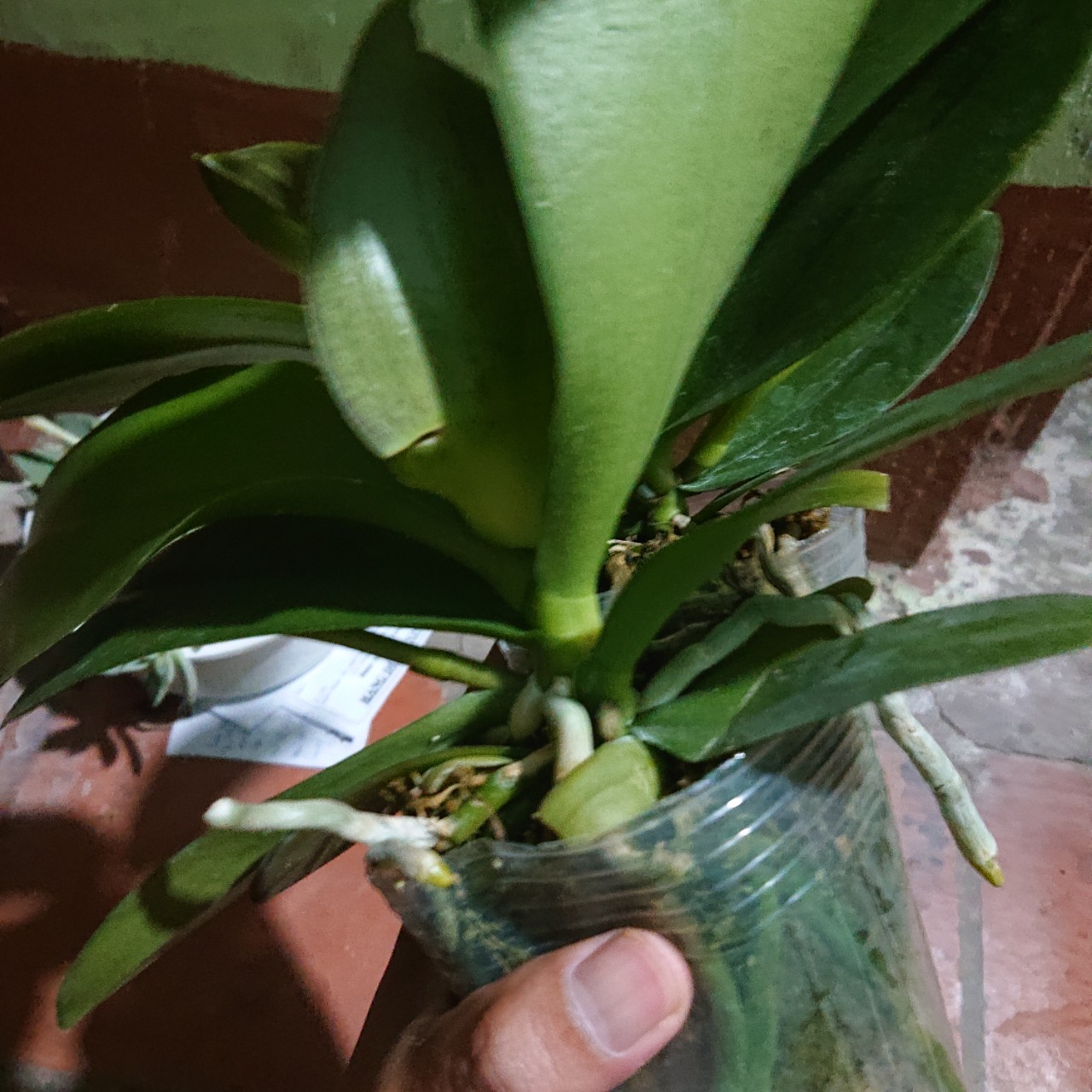 LAN HỒ ĐIỆP ĐẠI đang ngồng hoa