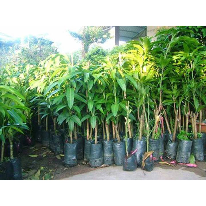 cây giống xoài hồng f1(CÂY GIỐNG NGỌC HIẾU)