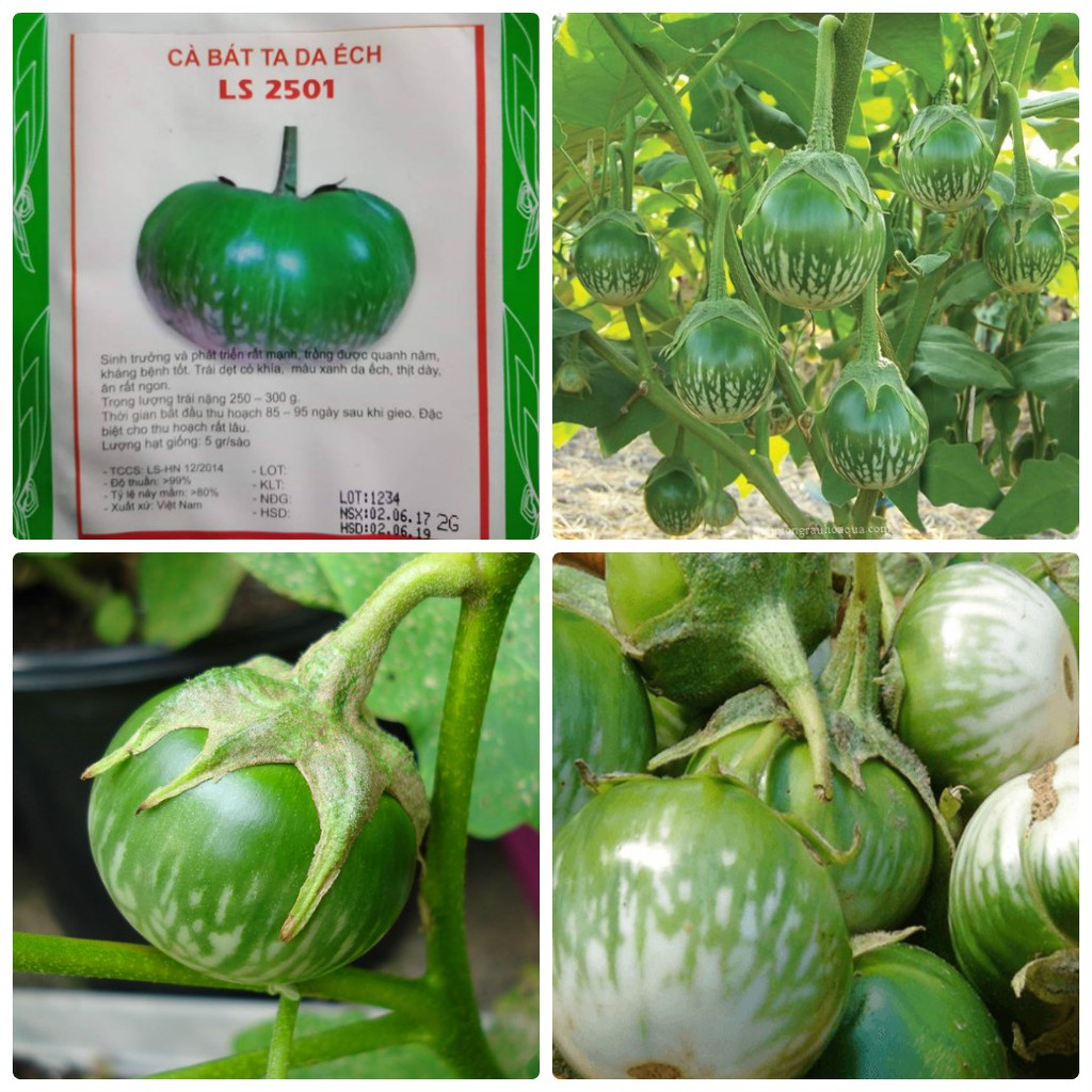 Hạt giống Cà bát ta da ếch