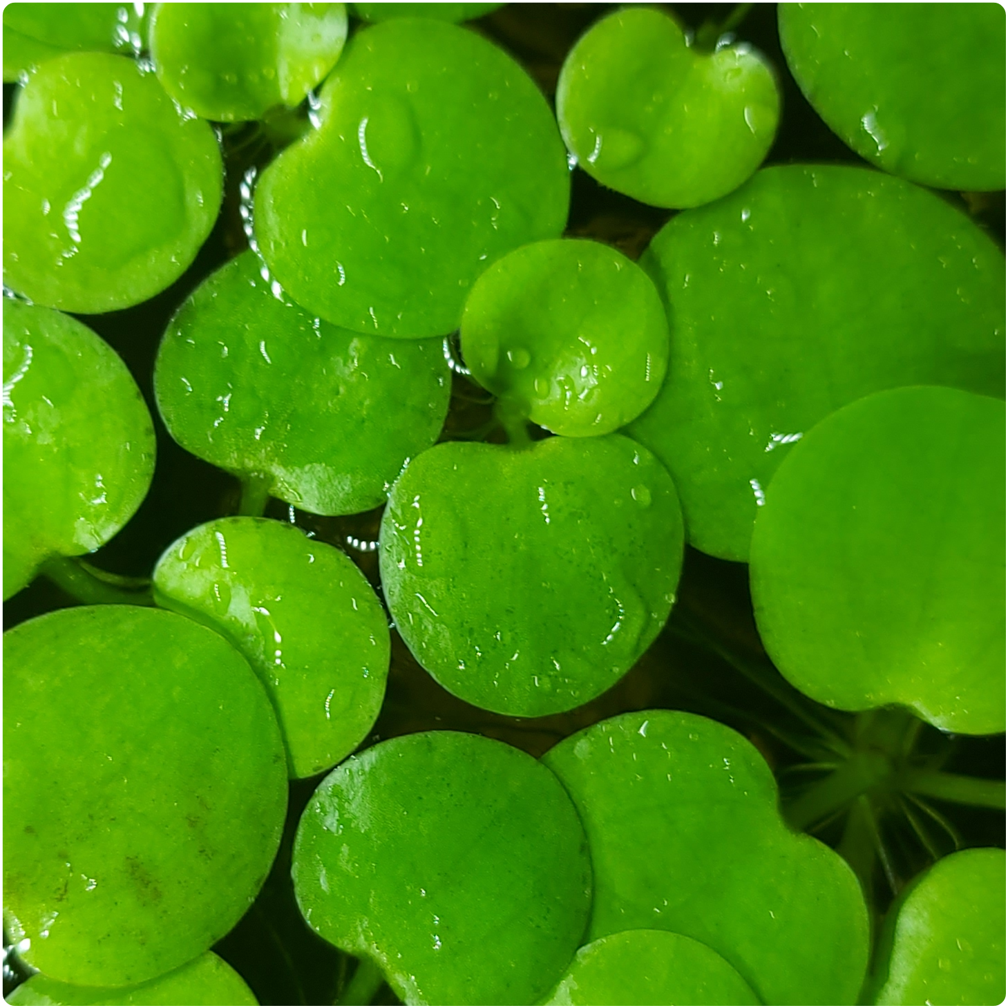 Bèo Nhật - Cây thủy sinh - Cây trang trí bể thủy sinh