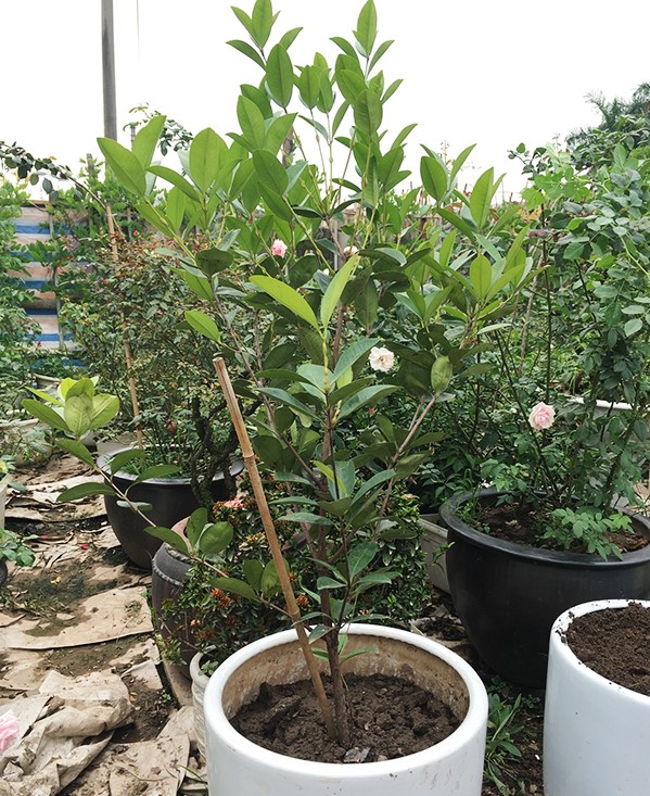 Cây CHERRY BRAXIN Cây nhỡ, siêu sai quả,