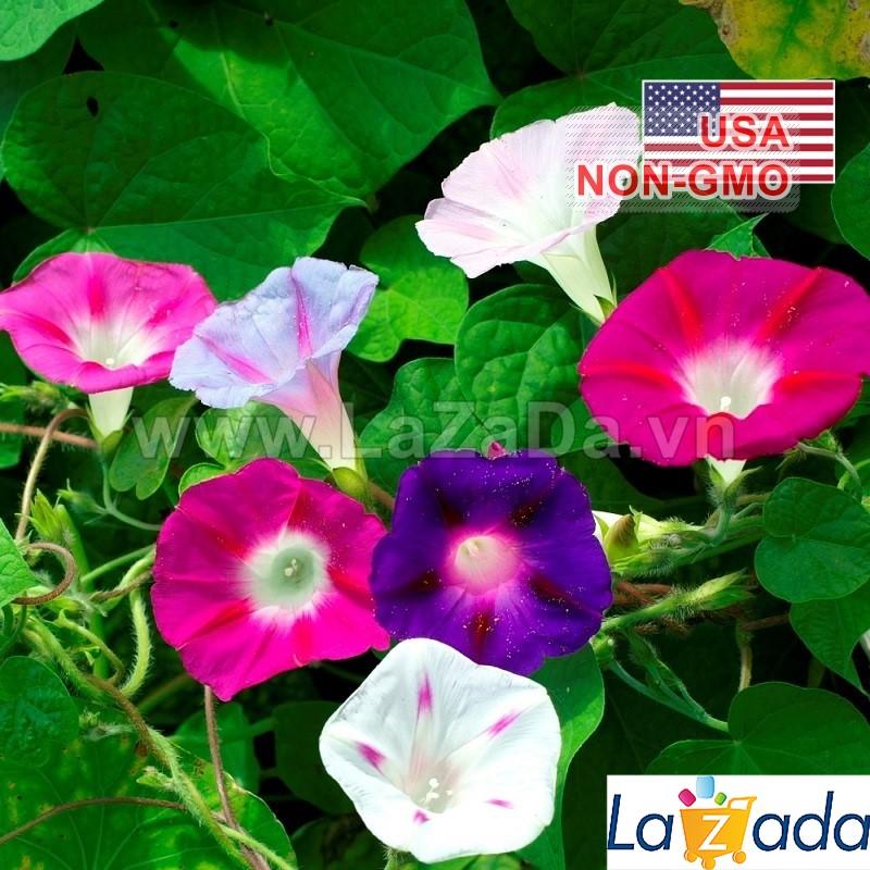 Bộ 5gói 50h hạt giống dây leo hoa bìm bìm mix