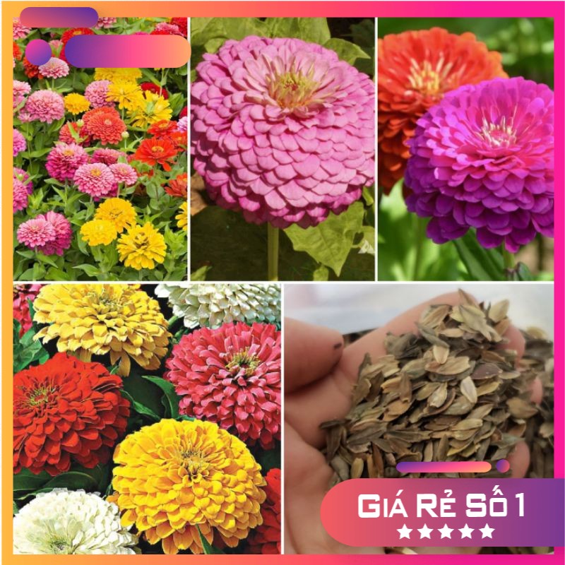 Hạt giống hoa cúc lá nhám kép mix màu - 100 hạt