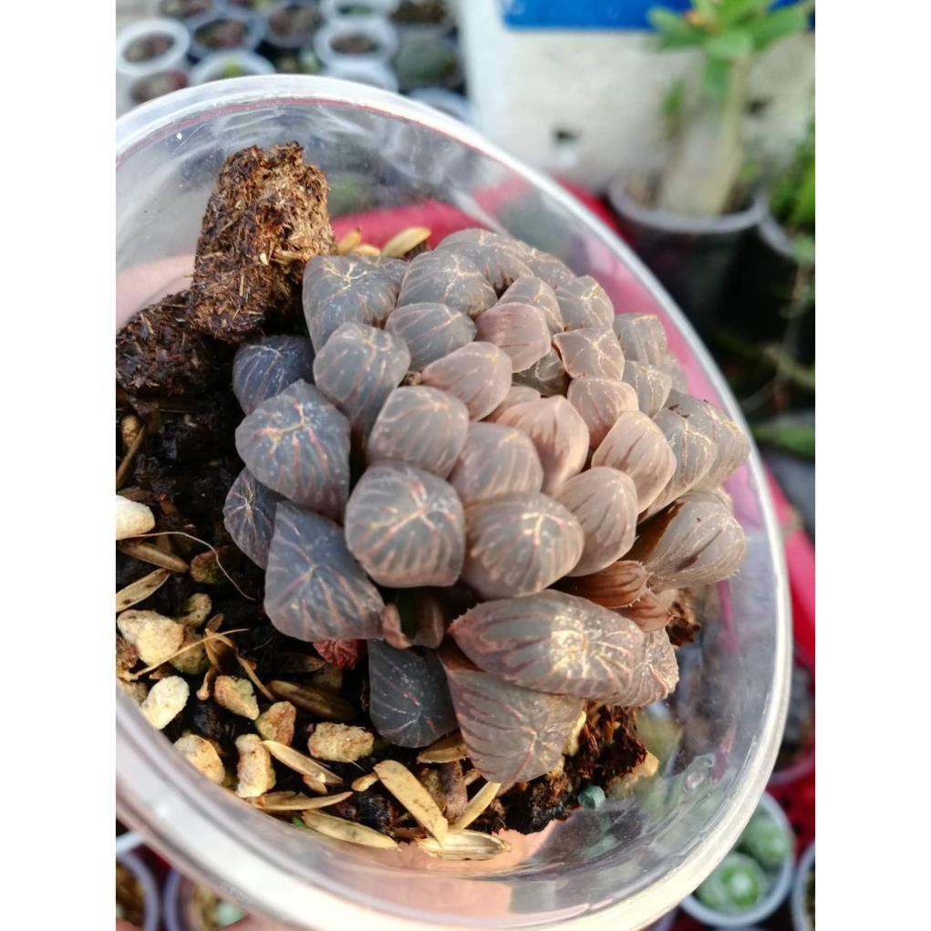 [HCM]Khu Vườn Sen Đá Kim Cương Cao Cấp .