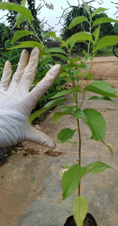 Cây giống hoa mai anh đào nhật bản