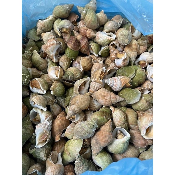 Ốc BULOT pháp 30-50con kg vĩ 500gr (giao tphcm)