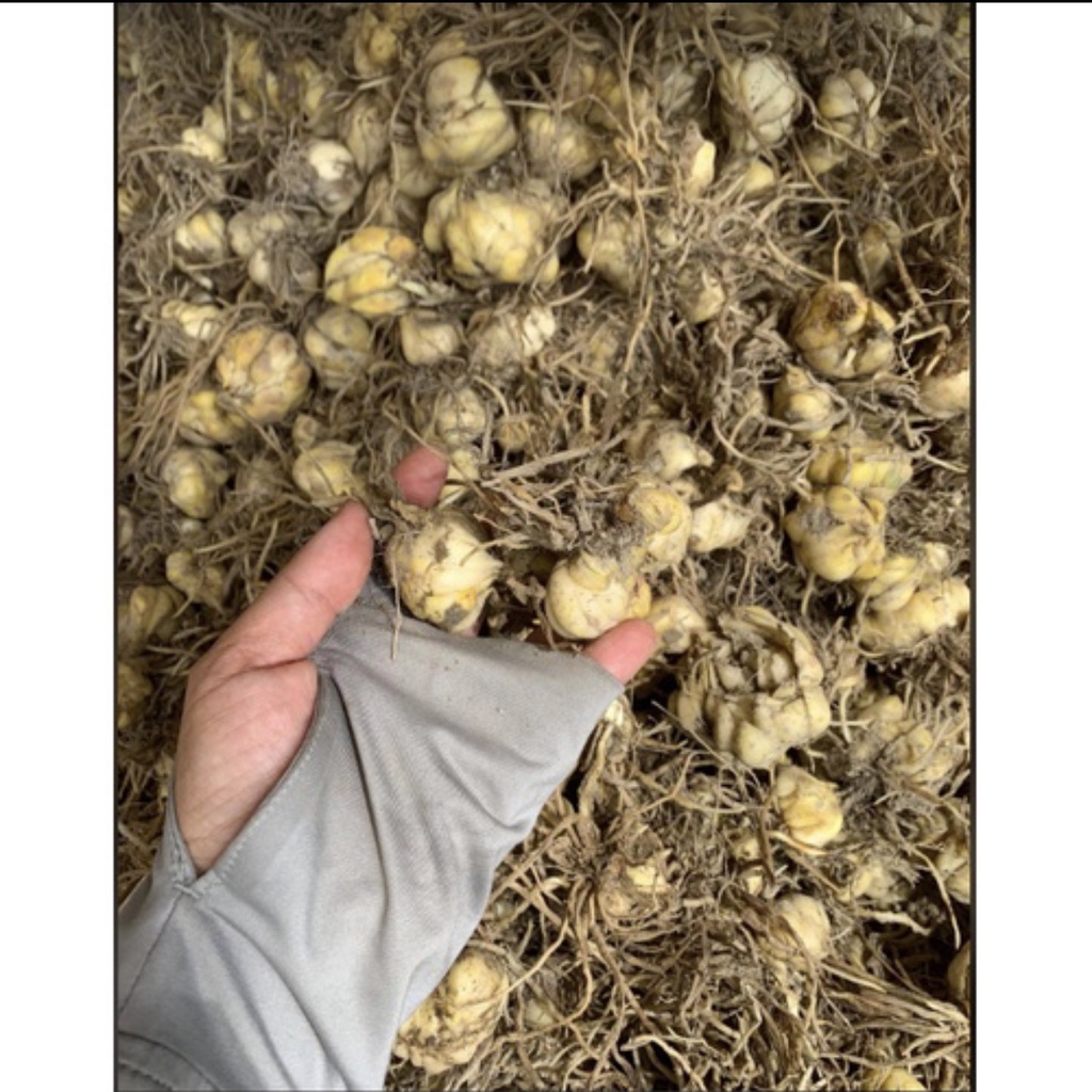 Giống  củ hoa loa kèn trắng (hoa huệ tây)