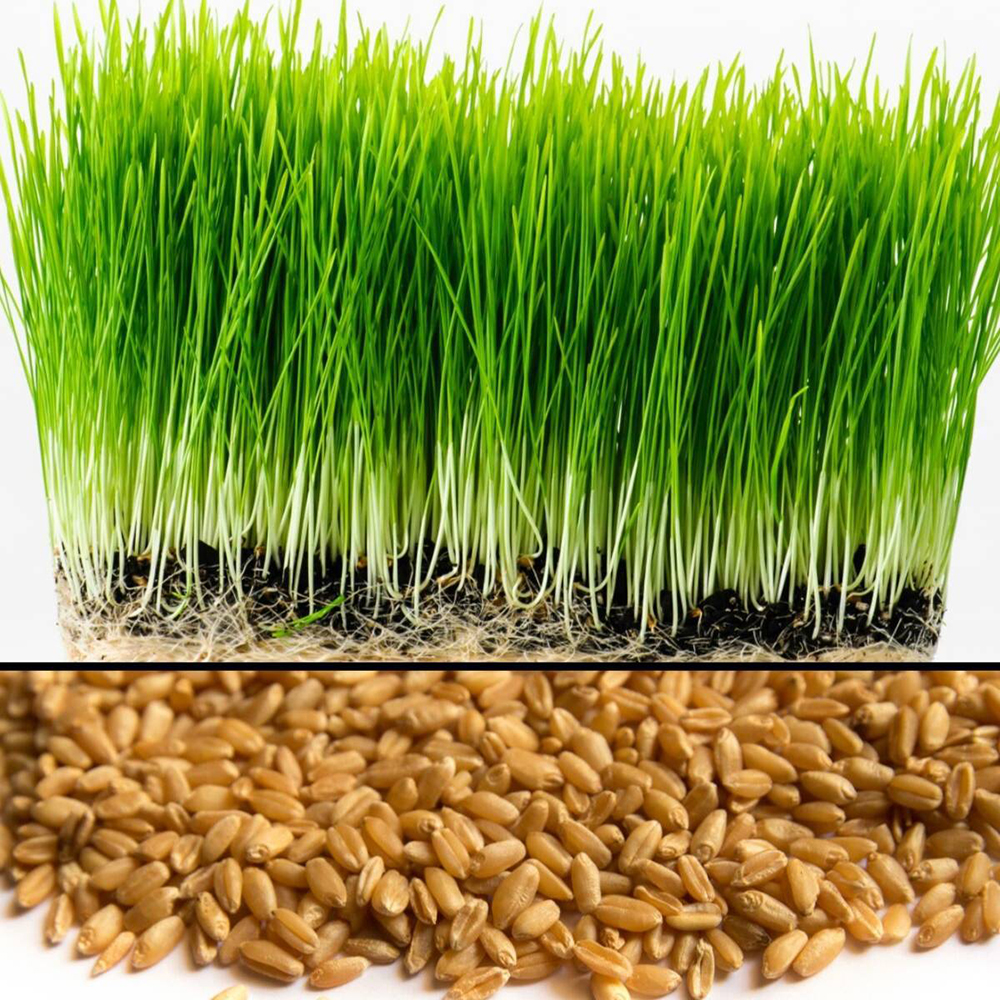 [HCM]100gr Hạt mầm lúa mạch cỏ lúa mì cỏ mèo