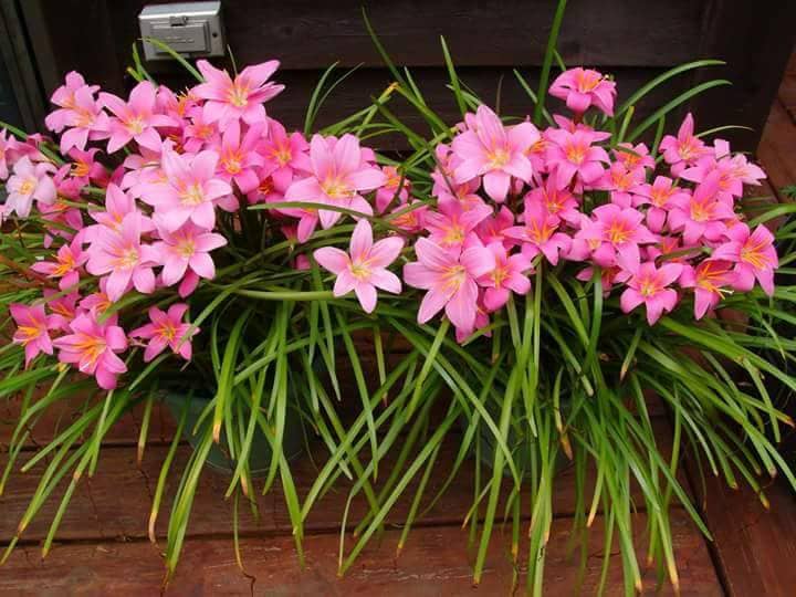 Set 10 Củ hoa huệ mưa bông to khủng- củ mẹ