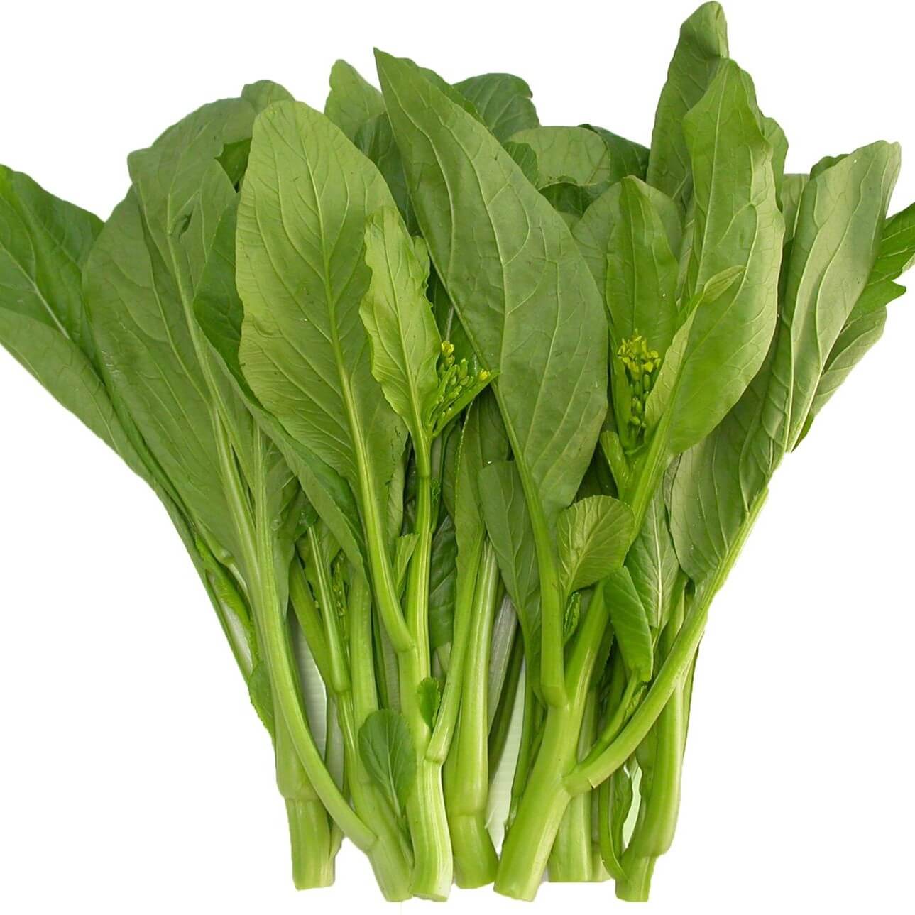 Hạt giống cải ngọt bông ăn non rado 308 rạng đông gói 20gram