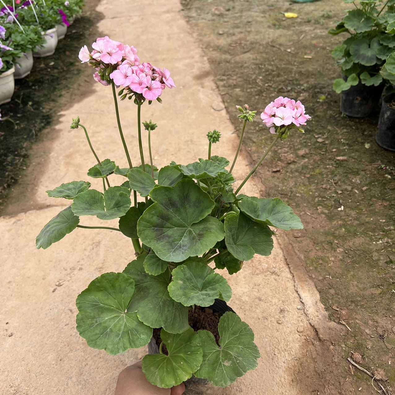 Cây phong lữ đang hoa (ảnh thật)