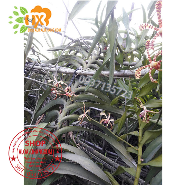 [HCM]CÂY LAN BÒ CẠP RẰN - CÂY CÓ 2 VÒI HOA