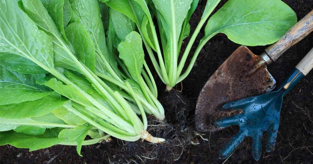 HẠT GIỐNG CẢI NGỌT CỌNG XANH 20GR