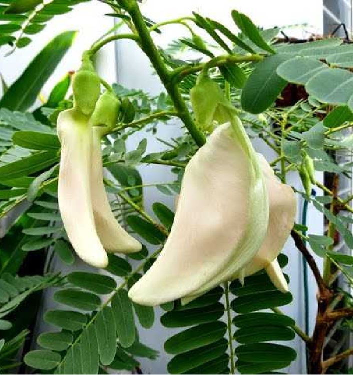 "Gói 50 Hạt " Hạt giống cây bông so đũa