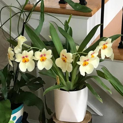 Hoa lan Vũ Nữ Miltoniaa- cây giống