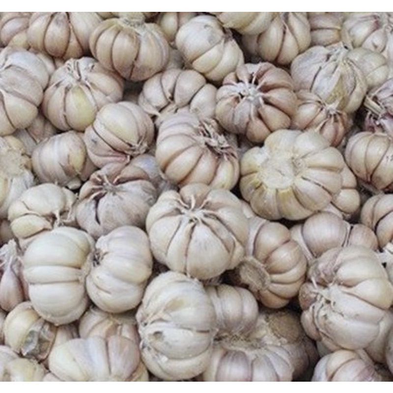 500gr tỏi phan rang nhánh to